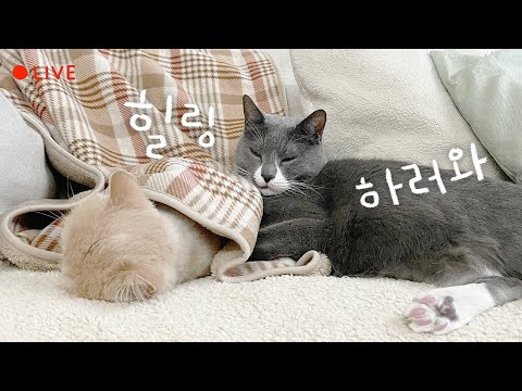 먼봉휴요와 자기 전 힐링🌛 고양이 잠자는 방송 Cats Sleeping Live