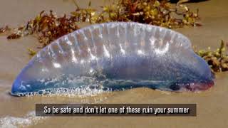 South Carolina Officials Warn Beachgoers Of Man-Of-Wars