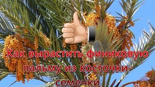 Как вырастить финиковую пальму из косточки-семечки. Видео №1. How to grow a finik palm from seeds.(В этом ролике я расскажу о том как вырастить финиковую пальму из косточки-семечки в домашних условиях. Это..., 2016-03-11T11:44:34.000Z)