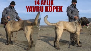 14 AYLIK YAVRU KÖPEĞİN BOYU 97 CM OLURMU ? BU VİDEOYU İZLE  KURT BOĞAN ÇOBAN KÖPEKLERİ VE KANGALLAR