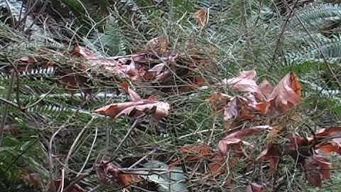 EnviroSphere: Interview Professor Kai Chan