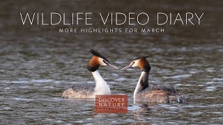 Wildlife Video Diary - More highlights for March