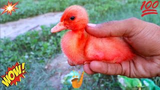 omg wow so cute colorful chicks in the field|rainbow chicks|mini chicks|color baby chicks