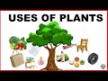 Uses of plants for kids  use of plants  plants and their uses