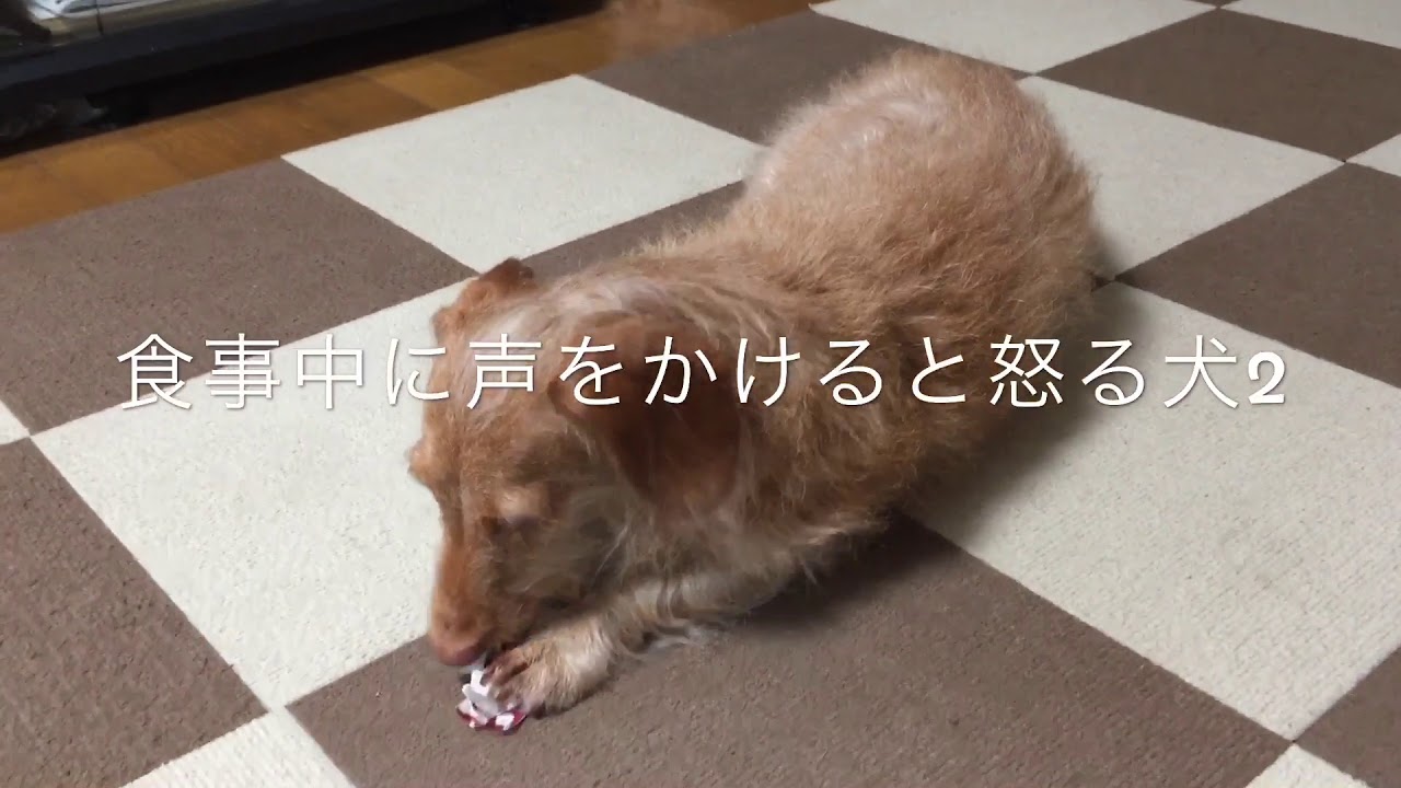 食事中に声をかけると怒る犬2 Youtube
