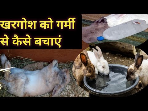 वीडियो: चींटियों को पालतू भोजन से दूर रखने के 3 तरीके