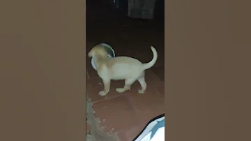 Simbathelabrador Simbaism Simbafied Simbathelabrador Simba Simba 