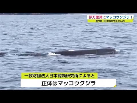 日本海側では珍しい」伊万里湾でマッコウクジラ目撃【佐賀県】 (22/03