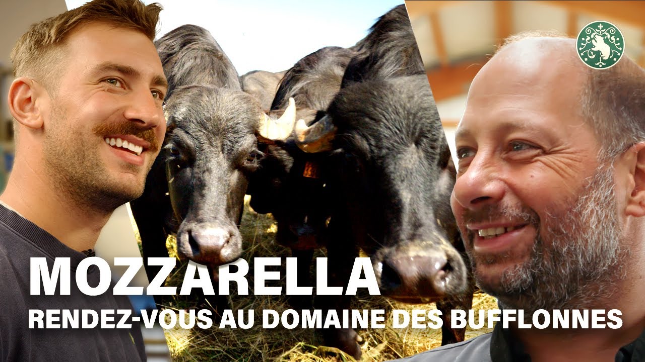 Mozzarella I Rendez-vous au Domaine des Bufflonnes