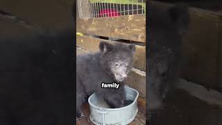 Bear Visits Family Who Raised It As A Cub