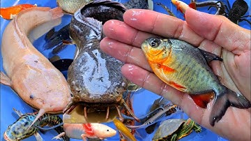 Tổng hợp các video cá cảnh đẹp, động vật dễ thương, vịt, cá chép phụng, cá lau kiếng, koi