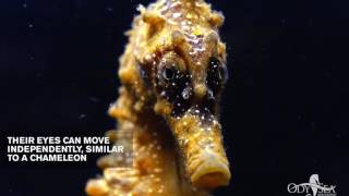 Seahorse Eyes