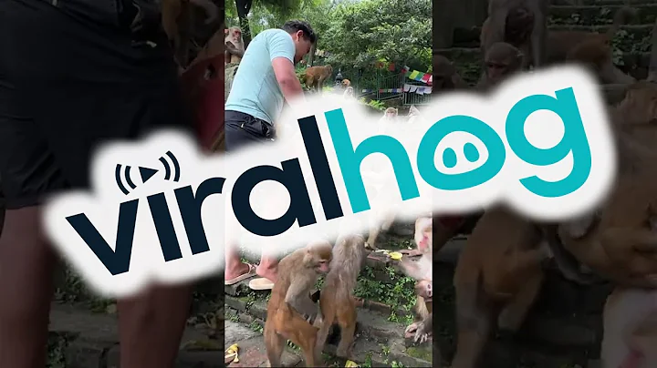 Monkey Feeding Time || ViralHog