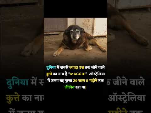 वीडियो: बार्क एंड कंपनी मुख्यालय dog'artified हो जाता है