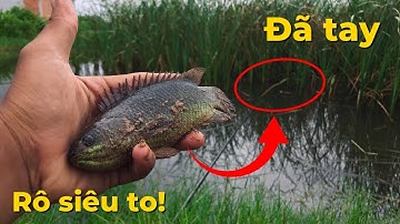 Chinh phục cá rô siêu to trong bụi cỏ/câu cá rô đồng|tập 11