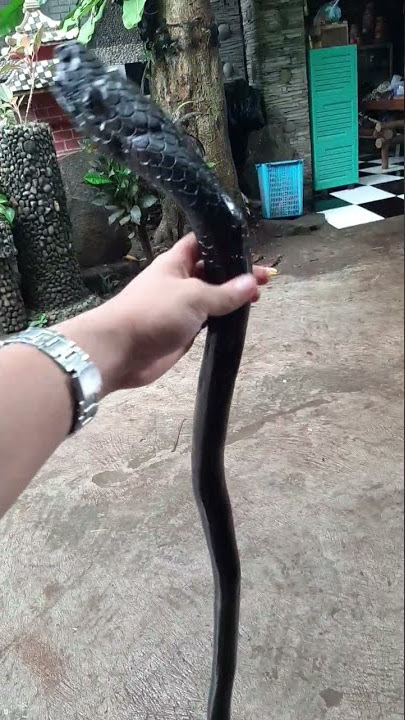 TONGKAT JALAN KAYU STIGI LAUT UKIR NAGA RP.450.000 | MINAT WA 081132290411