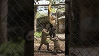 Management Lesson - Blind Followers