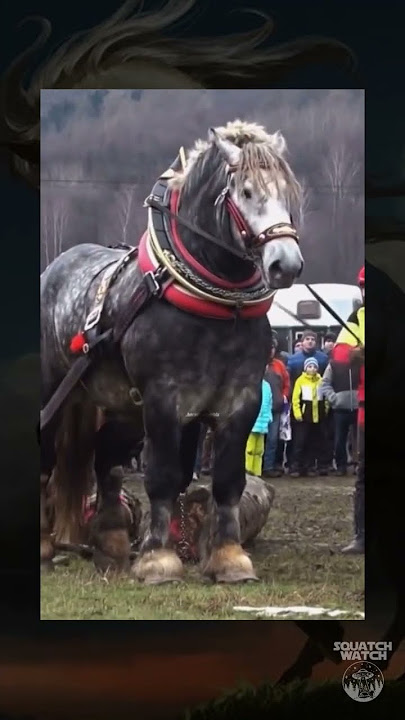 War Horse! #new #animals #reels #horses