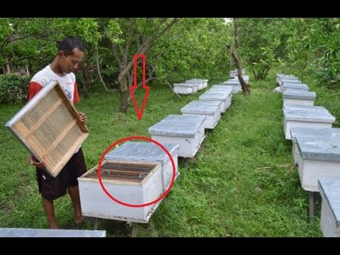 Video: Sejarah Beternak Lebah Mulai Dari Beternak Lebah Hingga Frame Sarang