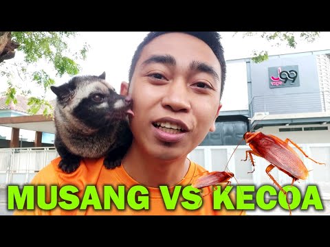 Video: Musang Sebagai Hewan Peliharaan: Pro Dan Kontra