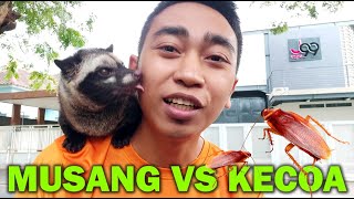 PRO dan KONTRA Musang Makan Kecoa, ini Resikonya⁉️