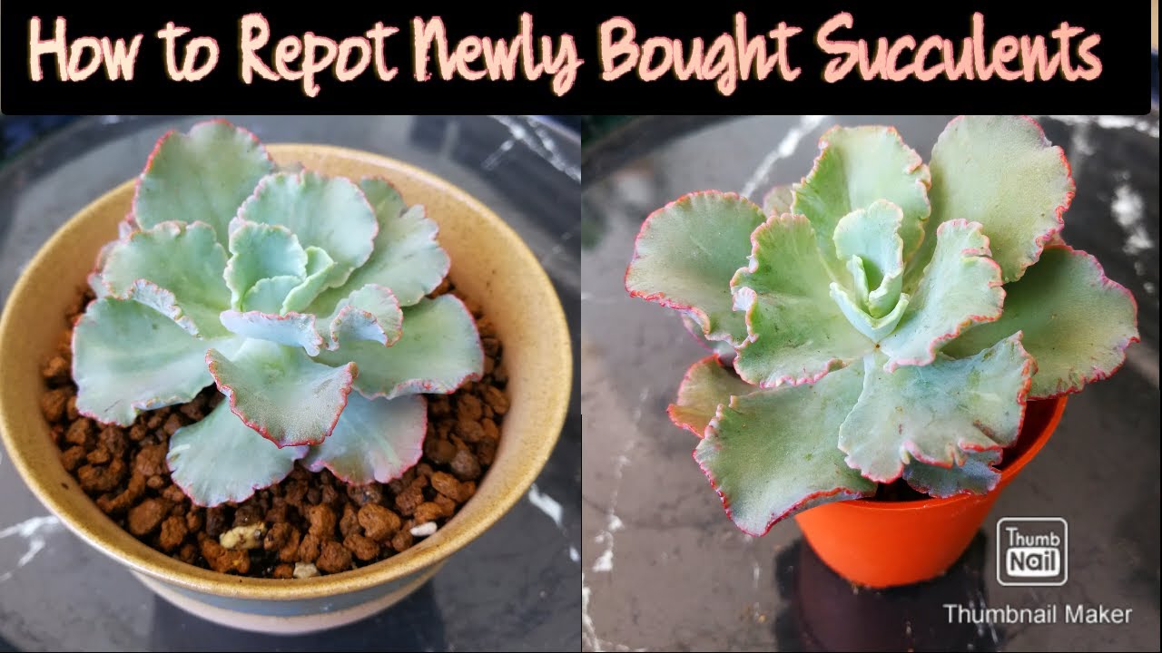 How to Repot Your Newly Bought Succulents - YouTube