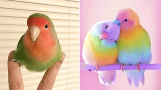 Baby Animals 🔴 Funny Parrots and Cute Birds Compilation (2021) Loros Adorables Recopilación #28