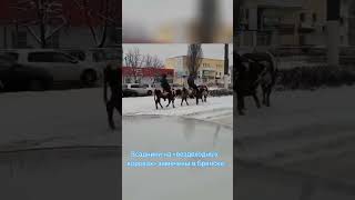 Всадники на вездеходных коровах замечены в Брянске
