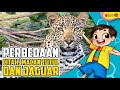 Fakta Menarik - Perbedaan Citah, Macan Tutul, dan Jaguar