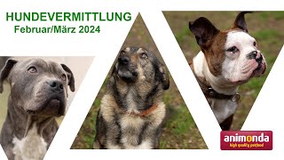 Hundevermittlung  Februar/März 2024 (Tierheim Hannover TV)