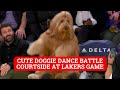 Brodie the dog from TikTok does an adorable courtside dance at Lakers game