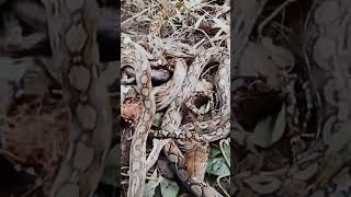 Sawa Nagsama Sama!!!!#sawa #wildanimals #wildliferescuer#shorts