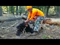 2017 Yogi Bear Down