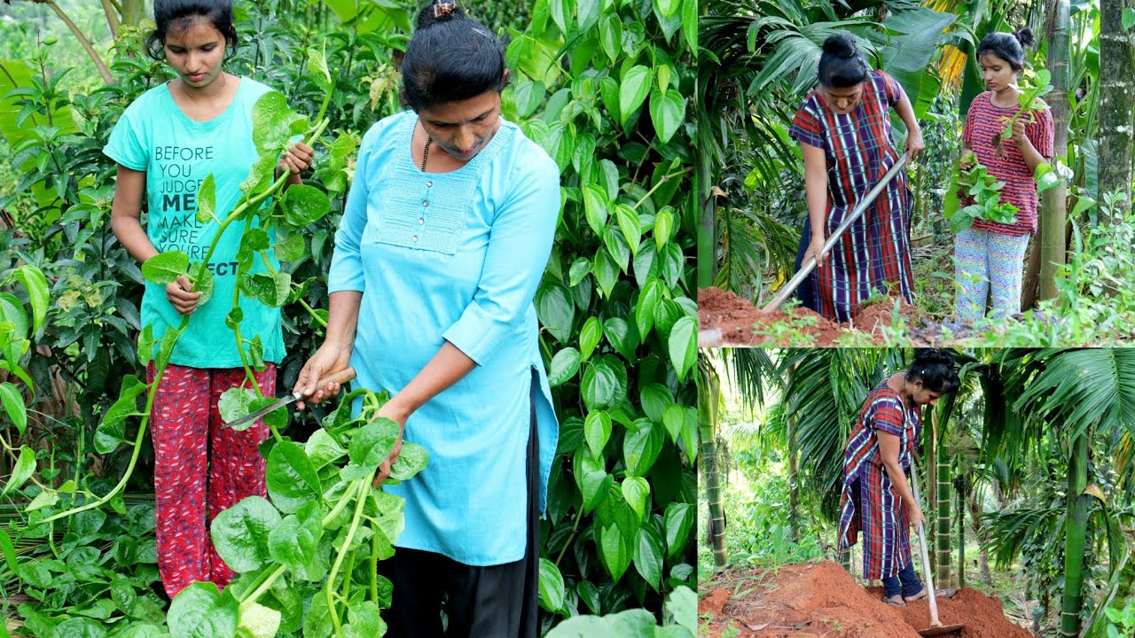 ಸ್ವಲ್ಪ ನೆಟ್ಟ ಬಸಳೆಯಿಂದ ನಮಗೆ ತಿಂಗಳ ಆದಾಯ ಇಷ್ಟು ಬರುತ್ತದೆ | ಬಸಳೆ ನೆಡುವುದು | Kannada vlog | Tulu vlog