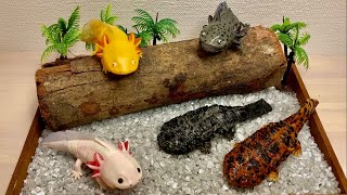 Opening Japanese Capsule Toy(gashapon) Giant salamander and Mexican salamander and Axolotl