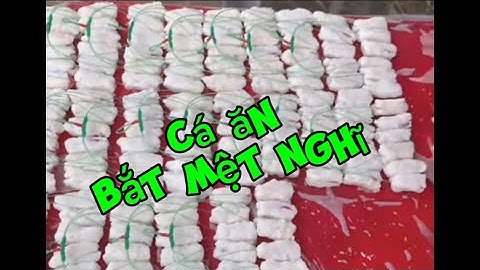 Tiếp bài cháo dừa câu cá tra hồ dịch vụ | bóp mồi ko kịp câu 
