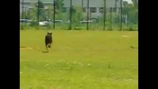 20080715 50mダッシュ