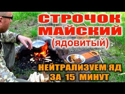 ГРИБЫ СТРОЧКИ ПЕРВЫЕ ГРИБЫ ВЕСНОЙ. Рецепты с грибами условно съдобными. Нейтрализуем яд без сушки