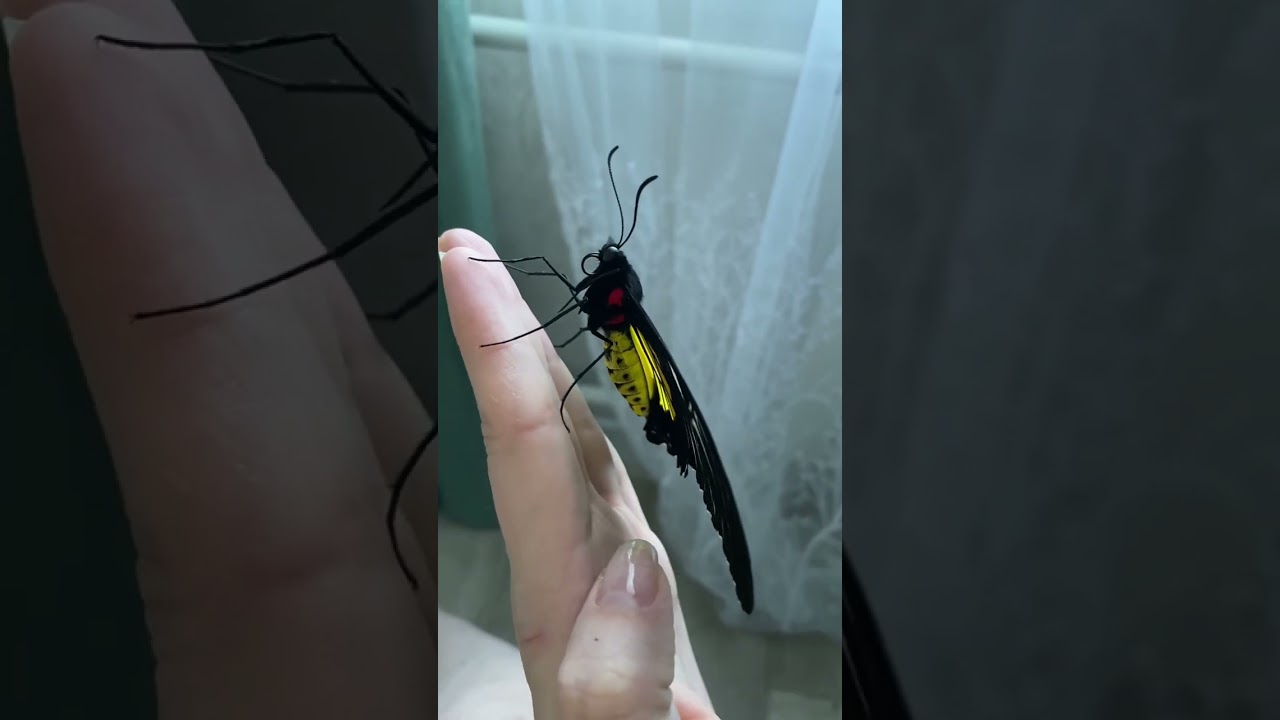 Бабочка Золотая птицекрылка в квартире