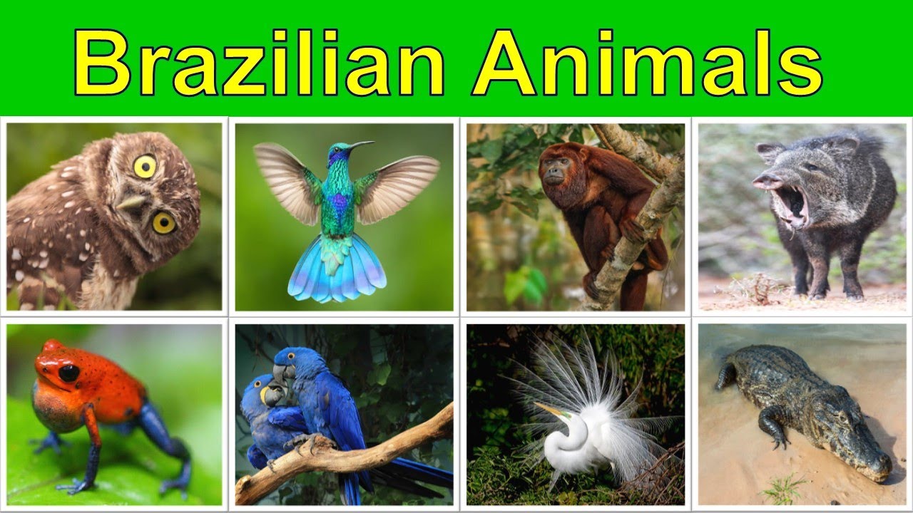 Amazon Jungle Animals | Wild Animals in Brazil | Learn English Vocabulary with Pictures