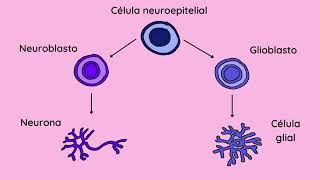 Desarrollo neuronal
