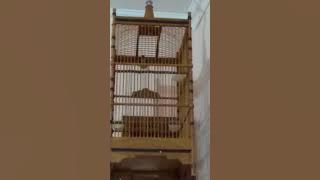 Kolibri wulung birahi