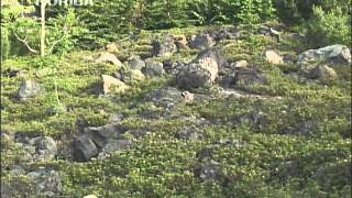 pika
