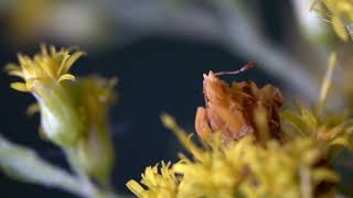Jagged Ambush Bug