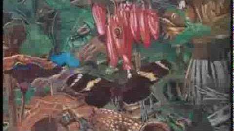 Bird Cherry - Colours