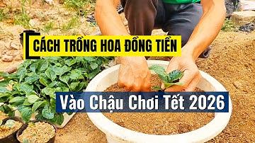 CÁCH TRỒNG ĐỒNG TIỀN VÀO CHẬU CHƠI TẾT 2026 #kỹ_sư_hảo_hảo #hoa_đồng_tiền 