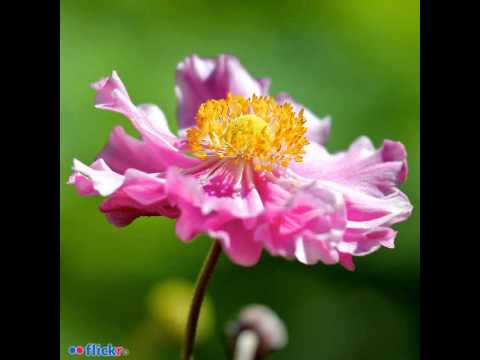 ilmoe.com 02a Berbuat Baik Kepada Kedua Orang Tua Selama Bukan Maksiat