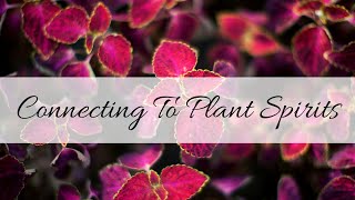 Connecting With Plant Spirits