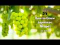 Japanese Grape Farming in 3 minutes