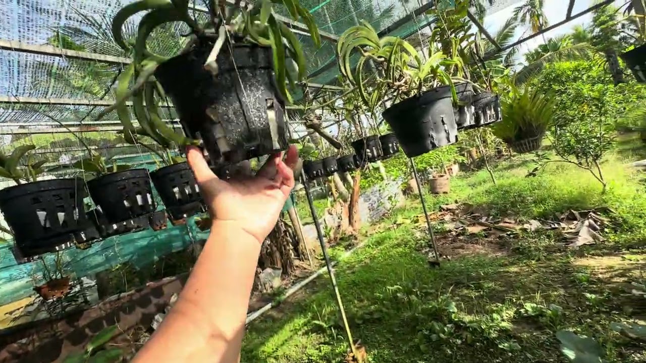 Lan thuần giá rẻ báo ship 11/03/2026 LH:0766837646